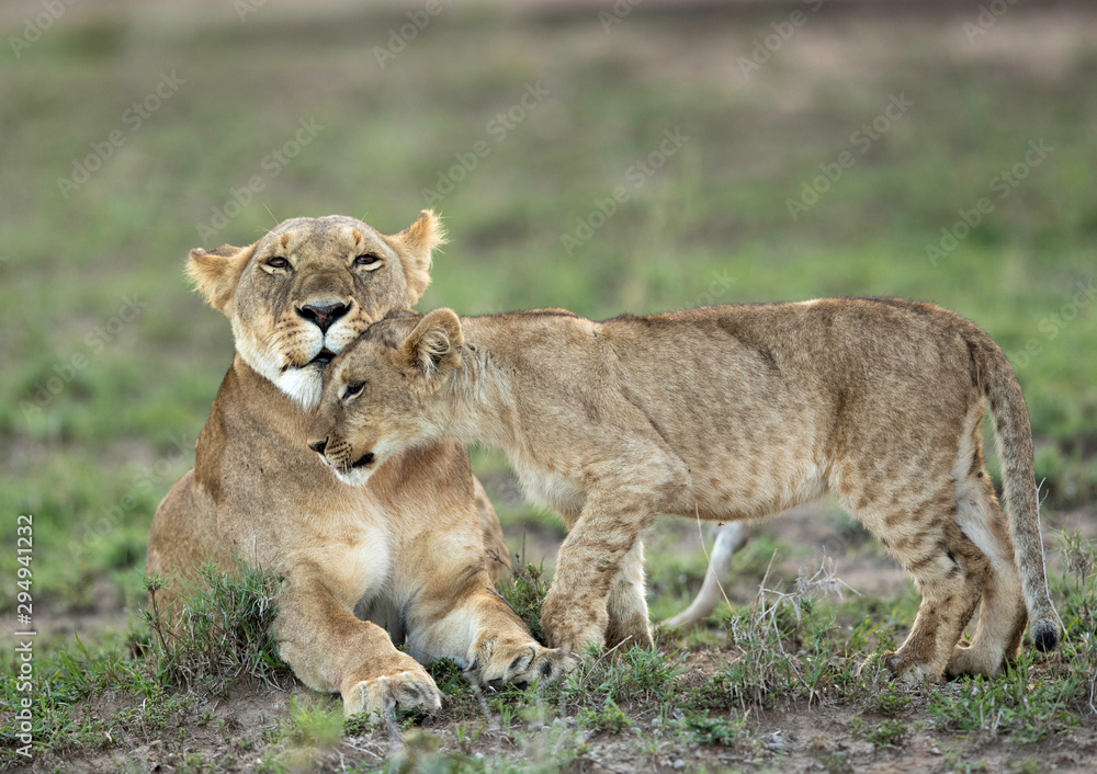 Lioness caress with cub at Masai Mara, Kenya Lioness caress with cub at Masai Mara, Kenya