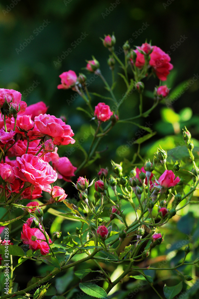 pink roses flowers in close up pink roses flowers in close up