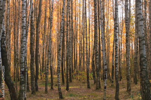 Image of autumn orange forest of white birches