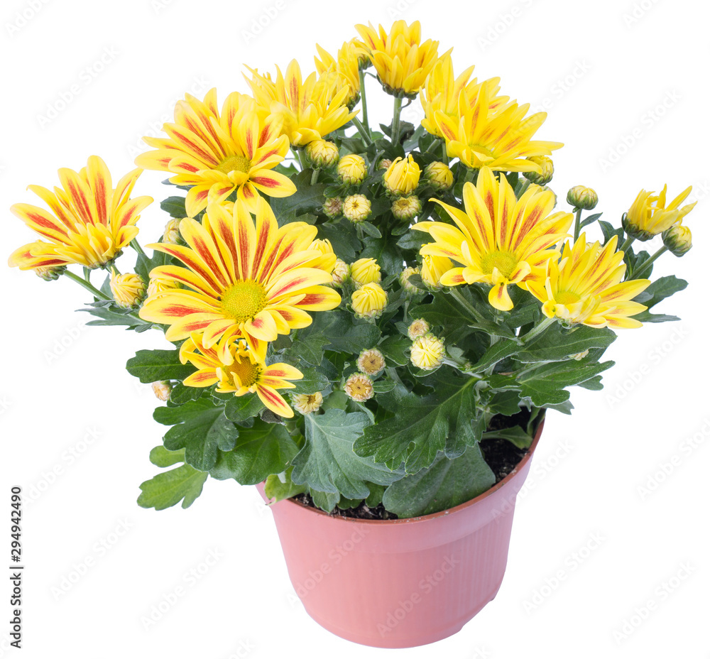 yellow chrysanthemum flower in the terracotta pot isolated on white background in macro lens shot