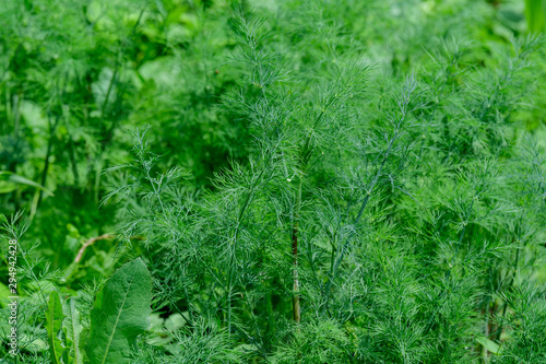 Fresh green organic dill leaves in a traditional vegetables garden in a summer day, selective focus