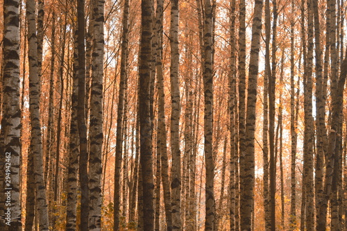 Image of autumn orange forest of white birches