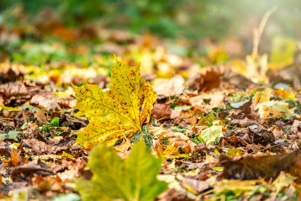 Orange and yellow fallen leaves in the sunlight. Orange and yellow fallen leaves in the sunlight.
