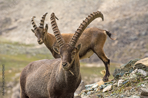 Wild ibex in the italian Alps. Gran Paradiso National Park, Italy photo