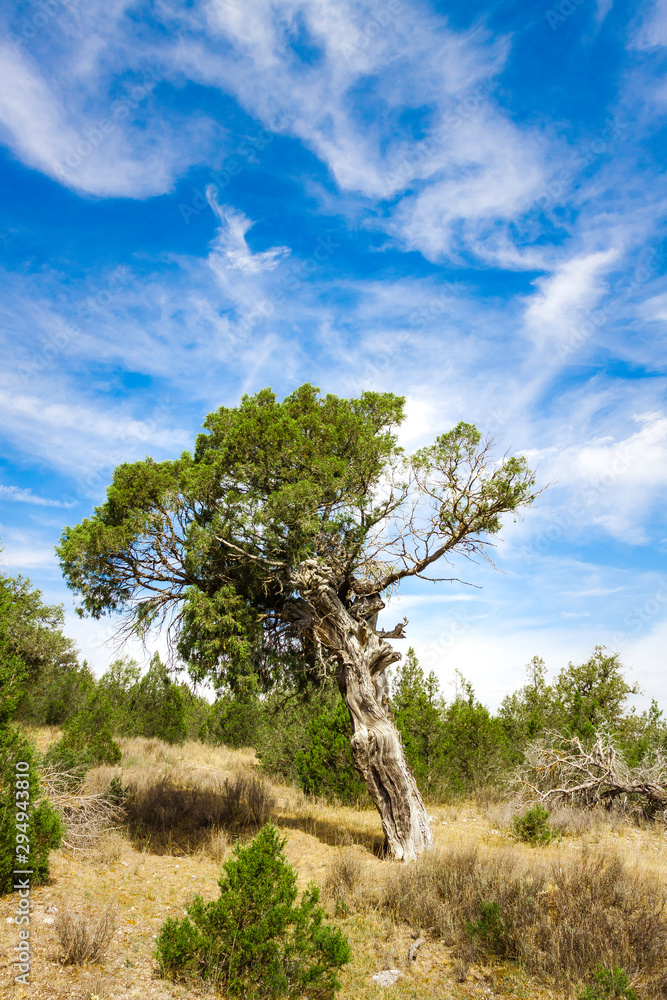 COUNTRYSIDE LANDSCAPE WITH TREE WITH GREEN LEAVES ON BLUE SKY WITH CLOUDS