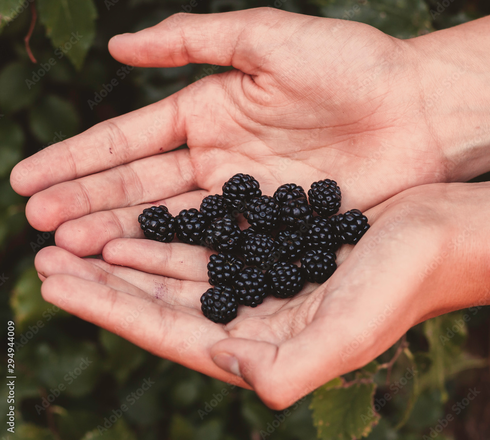 HANDS WITH BLACKBERRIES COLLECTED IN THE FOREST HANDS WITH BLACKBERRIES COLLECTED IN THE FOREST