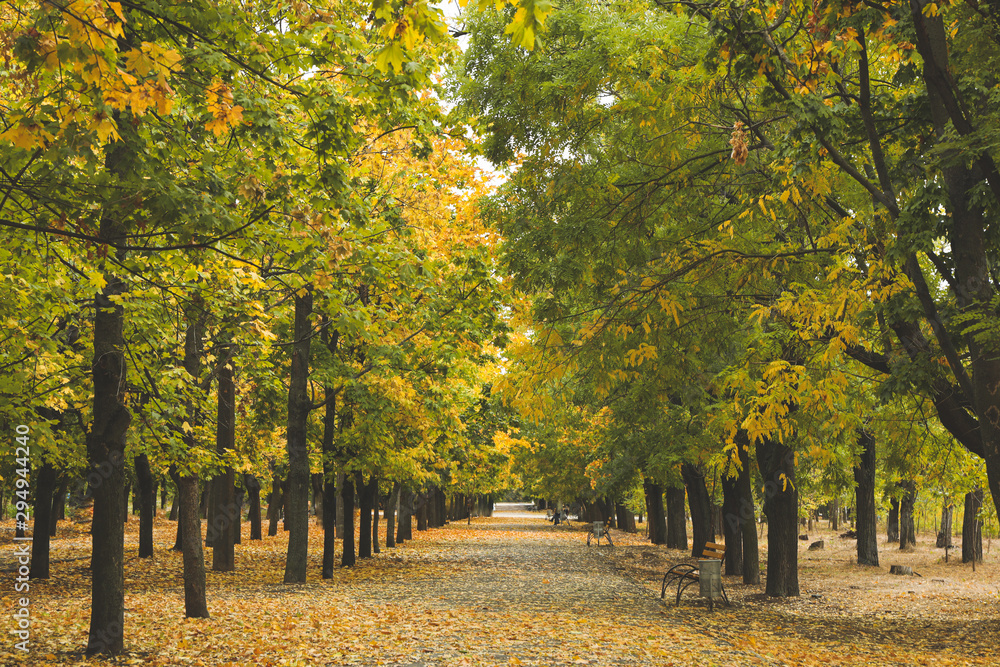 Beautiful park with trees and yellow fallen leaves. Autumn landscape