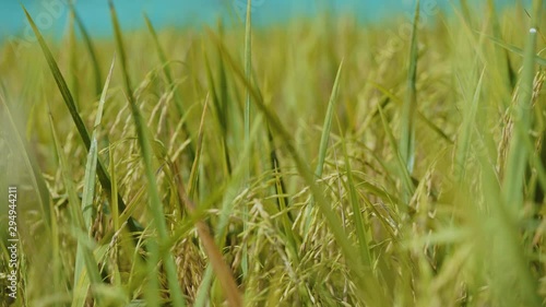 Rice that is abundant, blessing, beautiful rice, beautiful rice grains that are standard