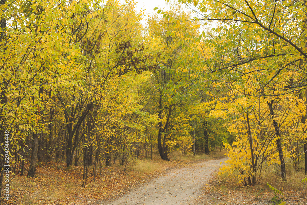 Fototapeta premium Path in forest and trees with yellow leaves. Autumn landscape