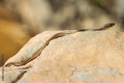 Close up shot of a young Montpellier snake, Malpolon monspessulanus. photo