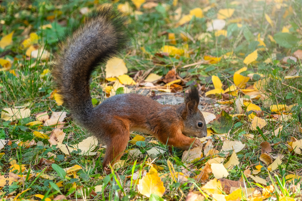 Squirrel in autumn hides nuts on the green grass with fallen yellow leaves Squirrel in autumn hides nuts on the green grass with fallen yellow leaves