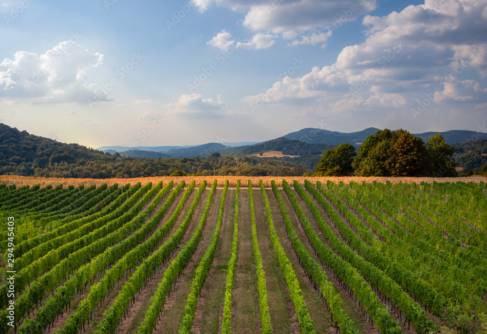 Vineyard with idyllic landscape and blue sky