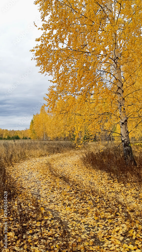 Naklejka premium birch with yellow leaves near the road