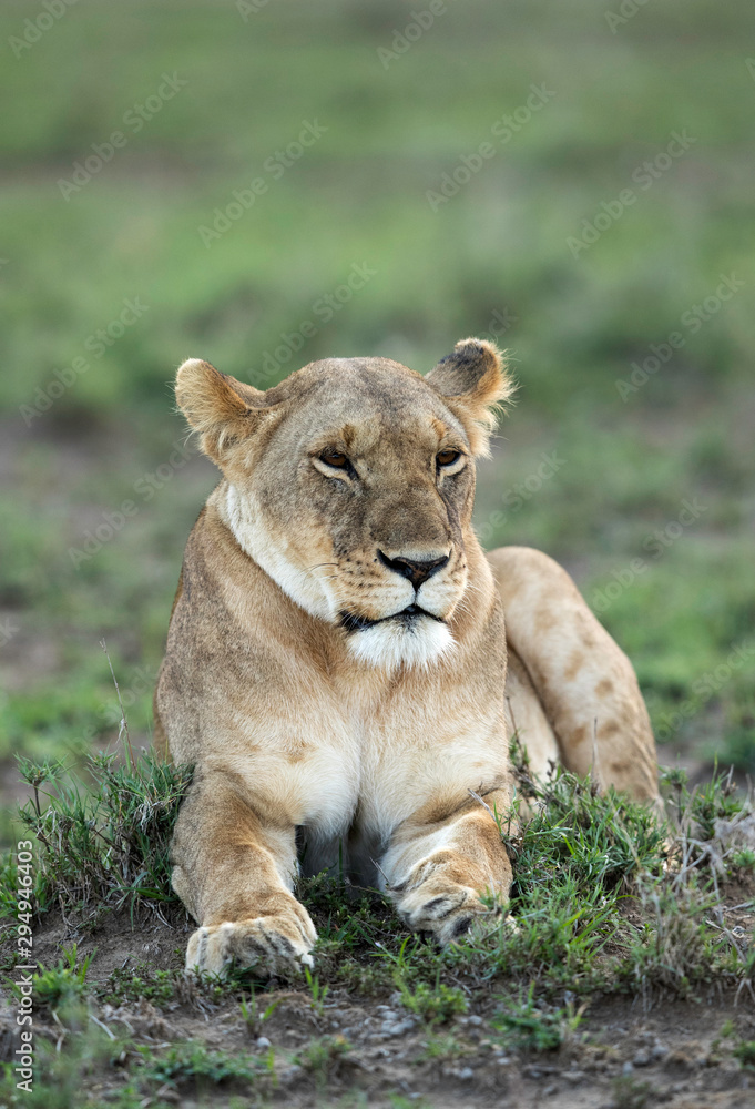 A portrait of a lioness, Masai Mara, Kenya A portrait of a lioness, Masai Mara, Kenya