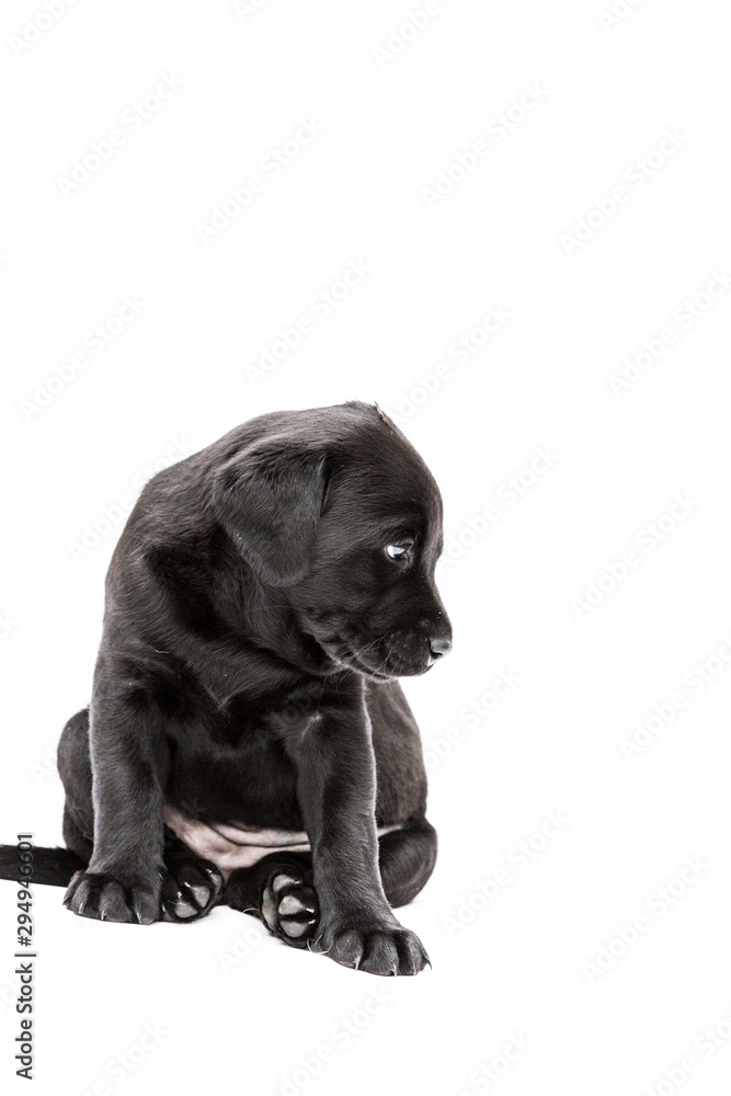 Sitting Black Labrador puppy on white background. Sitting Black Labrador puppy on white background.