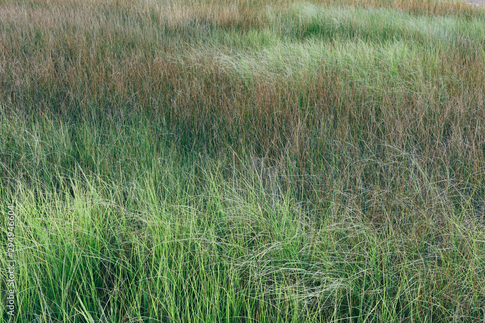 Marshes and lush green grass growth in summer. ,Wild marsh grasses in summer Marshes and lush green grass growth in summer. ,Wild marsh grasses in summer