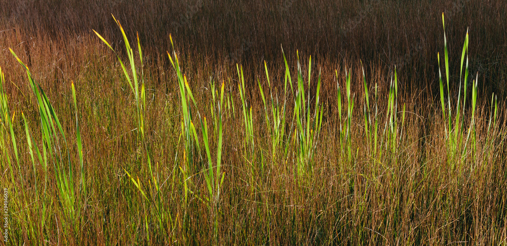 Tall wild grasses in the marshes in summer. ,Wild marsh grasses in summer Tall wild grasses in the marshes in summer. ,Wild marsh grasses in summer