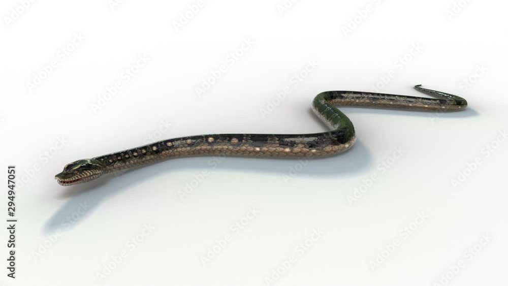 The realistic snake animation moving loop on the white floor with 3d rendering. The realistic snake animation moving loop on the white floor with 3d rendering.