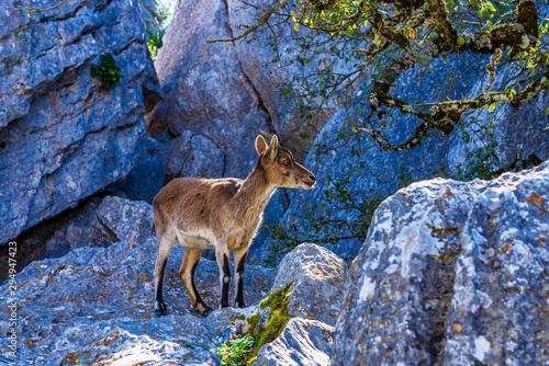 Spanish Ibex, Capra pyrenaica in Torcal de Antequera National Park, Spain