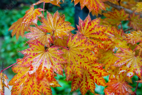 Red, yellow   leaves  in  Japanese  garden photo