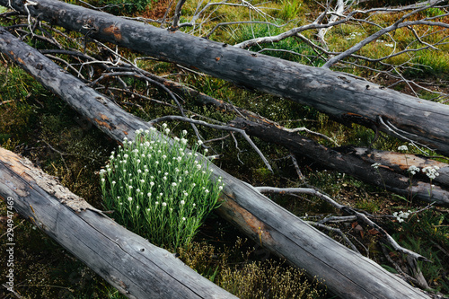 A previously burnt subalpine forest rebounds in summer with lodgepole pine and a variety of wildflowers, yarrow and woodrush. ,Lodgepole pine forest photo