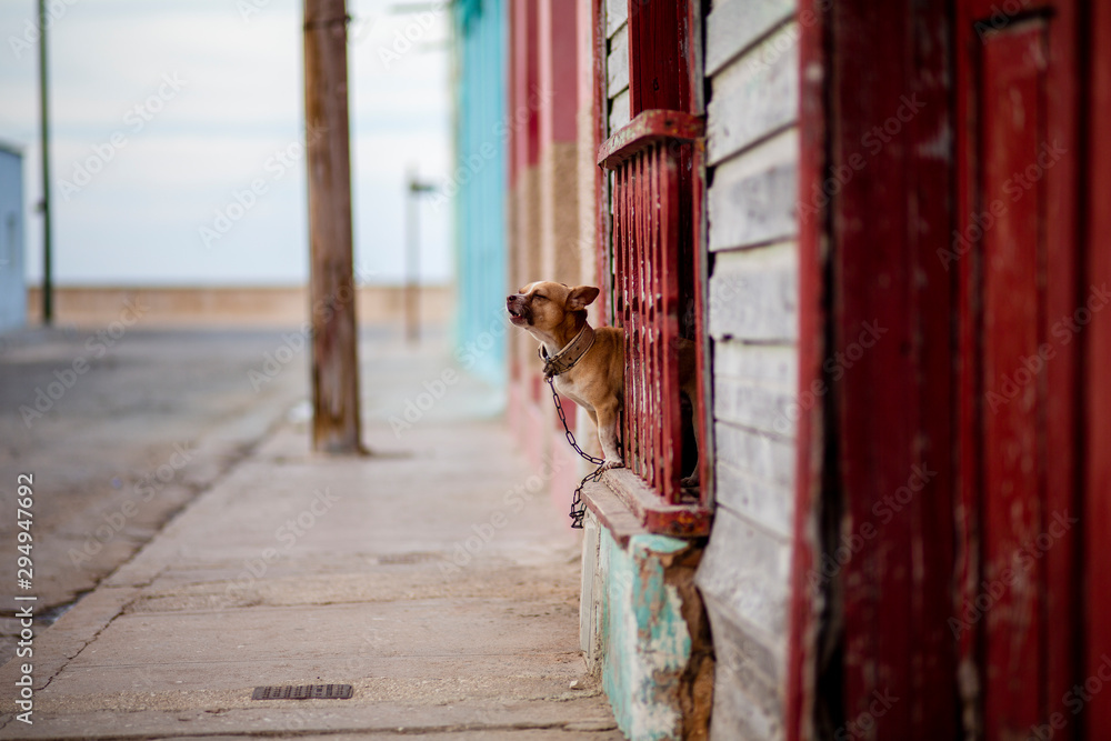 Ταπετσαρία A dog barks in Gibara, a municipality in eastern Cuba.