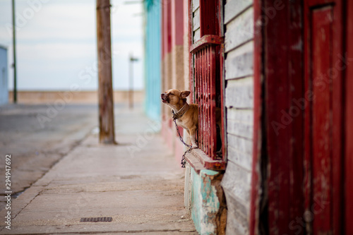 Vászonkép A dog barks in Gibara, a municipality in eastern Cuba.