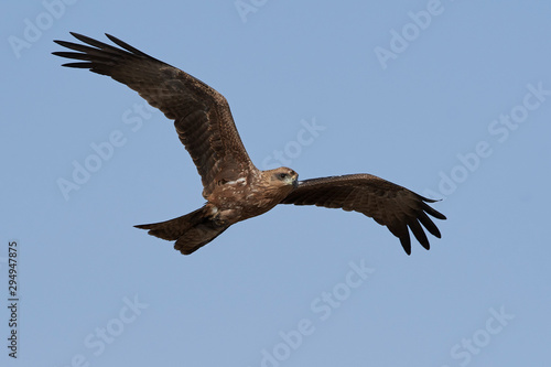 Black kite  Milvus migrans 