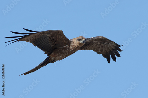 Black kite  Milvus migrans 