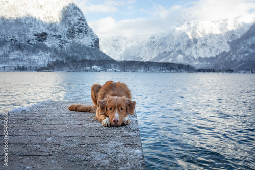 Traveling with a dog in Autria. Nova Scotia Duck Tolling Retriever on the dock in a mountain lake. photo