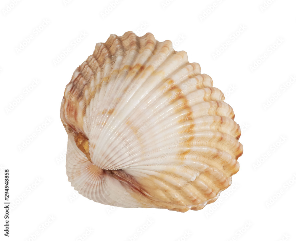 Shell on white background, isolated, closeup Shell on white background, isolated, closeup