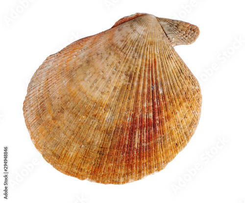 Shell on white background, isolated, closeup