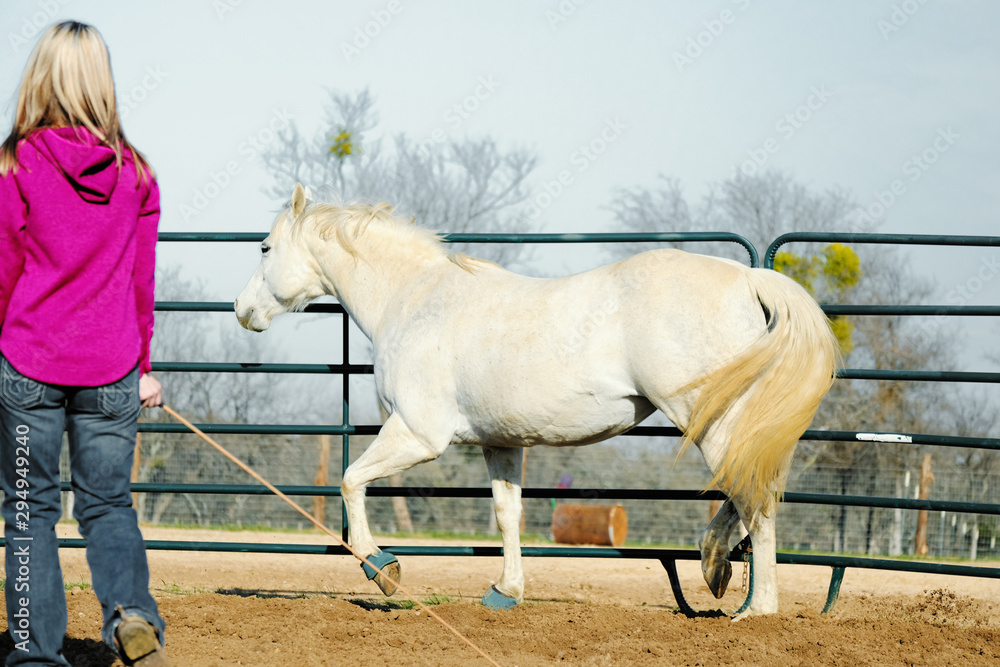 Horse training concept shows mare lunging gray mare in round pen for