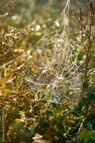 Spiderweb covered in dew in a fall meadow.