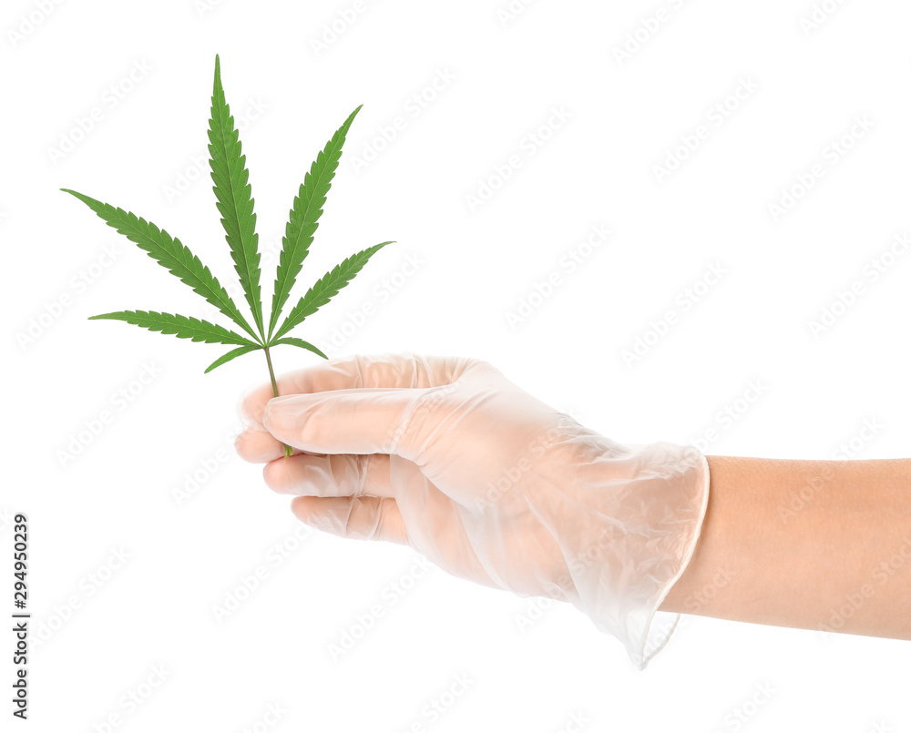 Woman holding leaf of medical hemp on white background, closeup Woman holding leaf of medical hemp on white background, closeup