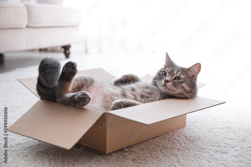 Naklejka Cute grey tabby cat in cardboard box on floor at home