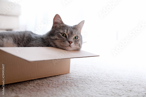 Fototapeta Naklejka Na Ścianę i Meble -  Cute grey tabby cat in cardboard box on floor at home
