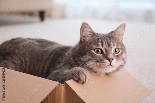 Canvas Print Cute grey tabby cat in cardboard box on floor at home