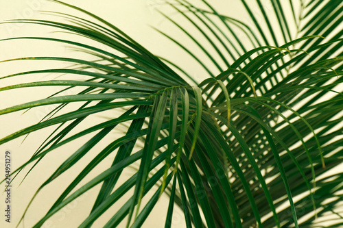 Tropical leaves on beige background  closeup. Stylish interior element