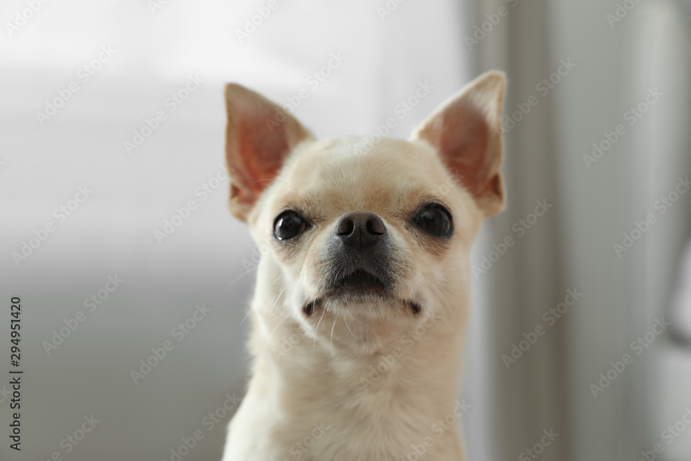 Adorable Toy Terrier on blurred background. Domestic dog Adorable Toy Terrier on blurred background. Domestic dog