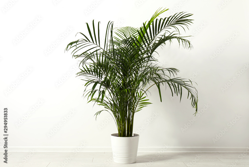 Tropical plant with lush leaves on floor near white wall