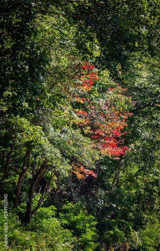 First red colors of Fall in Great Smokey Mountains National Park
