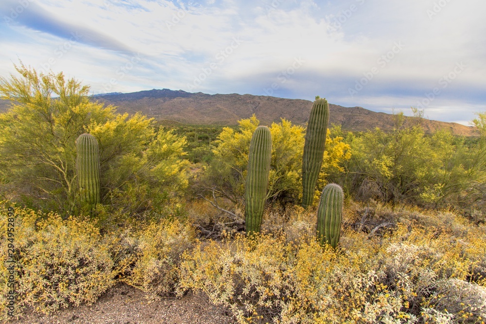 Spring wildflowers in the Tucson Arizona desert