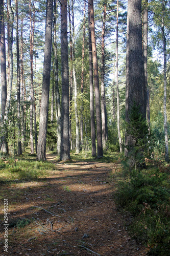 Fototapeta Naklejka Na Ścianę i Meble -  Pathway in the forest