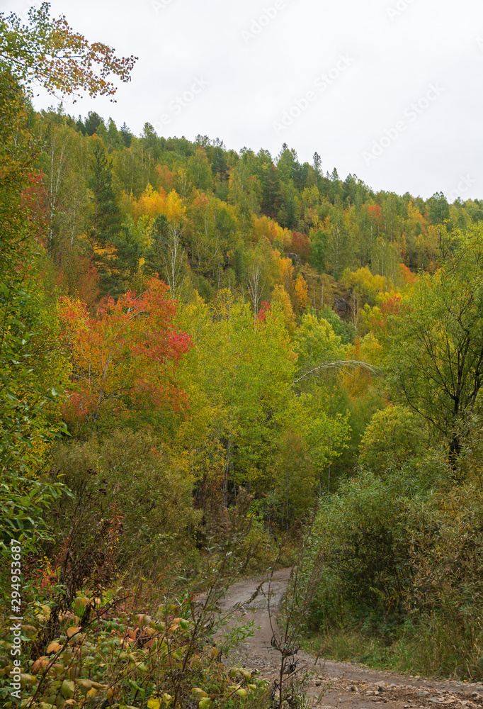 road and charming golden autumn in the mountain forest