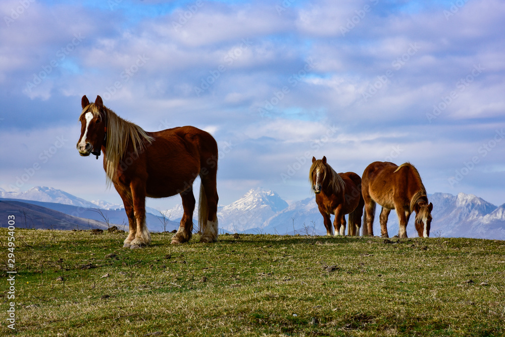 wild horses grazing in the mountains wild horses grazing in the mountains
