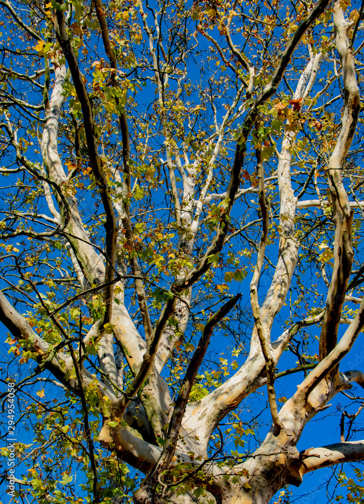 Fototapeta premium drzewo jesienią