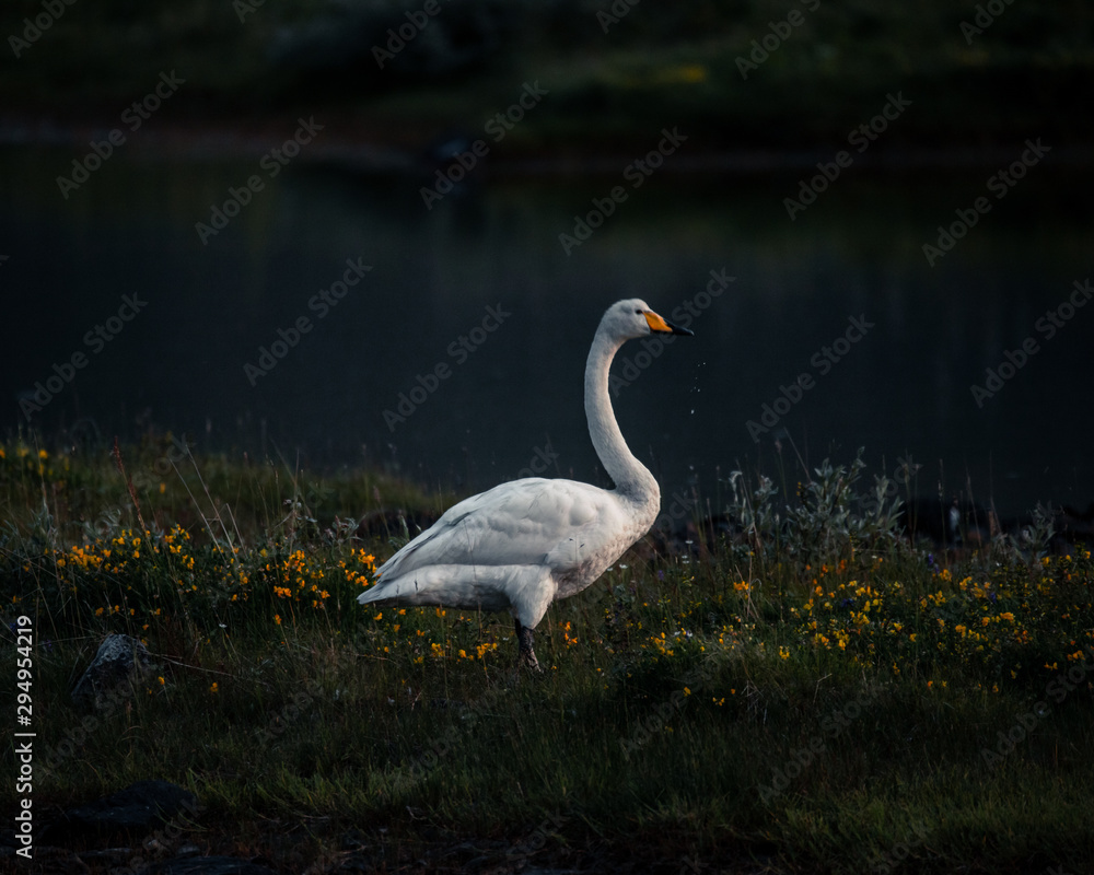 Lonely swan Lonely swan