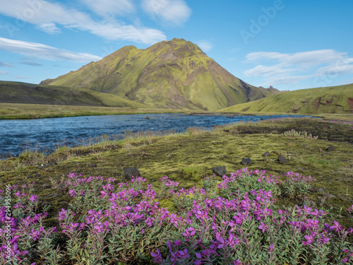 Beautiful Icelandic landscape with wild pink flowers, blue glacier river and green mountains. Blue sky background. in area of Fjallabak Nature Reserve on Laugavegur trek, Iceland