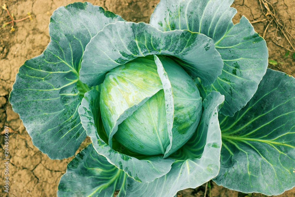 Fototapeta premium Head of fresh cabbage with a lot of leaves.